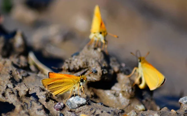  bozkırlarında böcek