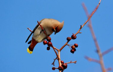  bozkırlarında kuşların