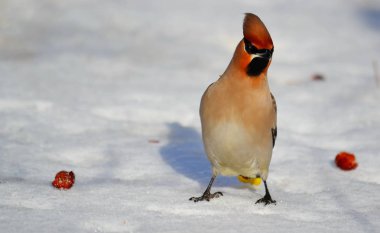  bozkırlarında kuşların