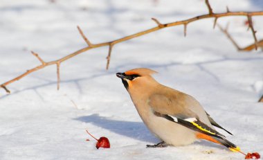  bozkırlarında kuşların
