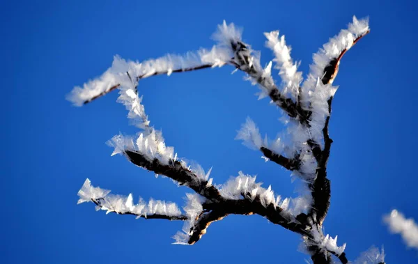 Nature Altaya pleases eye — Stock Photo, Image