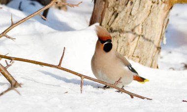  bozkırlarında kuşların