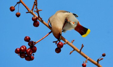  bozkırlarında kuşların