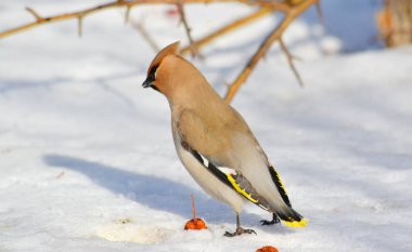  bozkırlarında kuşların