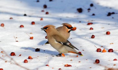  bozkırlarında kuşların