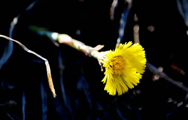대초원의 flowerses — 스톡 사진