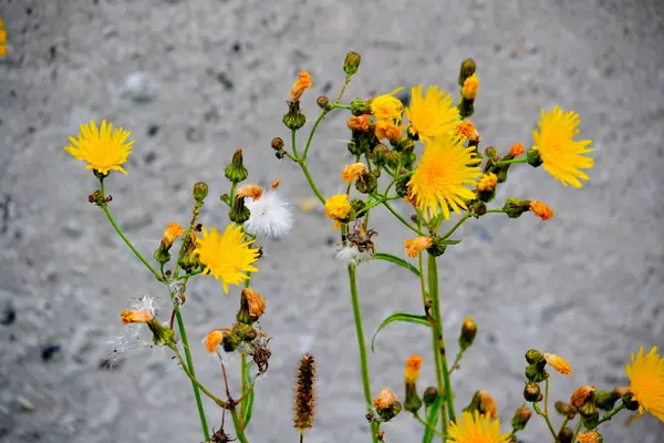 Flowerses das estepes — Fotografia de Stock