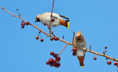  bozkırlarında kuşların