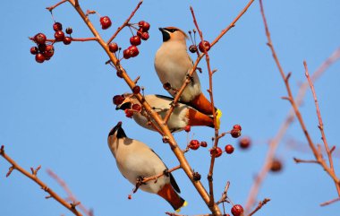  bozkırlarında kuşların