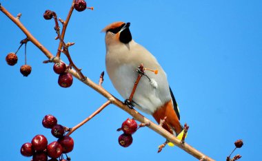  bozkırlarında kuşların