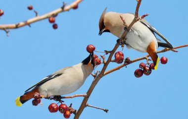  bozkırlarında kuşların