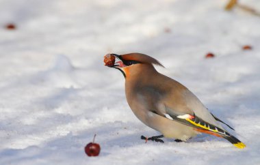  bozkırlarında kuşların