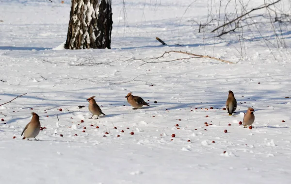  bozkırlarında kuşların