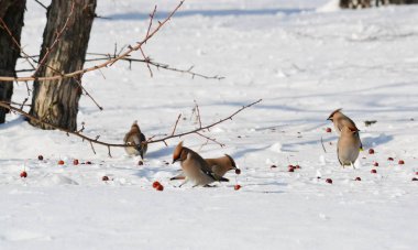  bozkırlarında kuşların