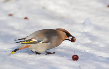  bozkırlarında kuşların