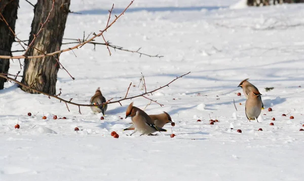 Vogels van de steppes — Stockfoto