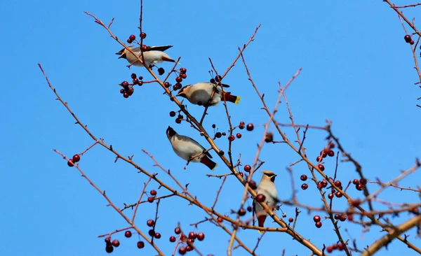 Birds of the steppes — Stock Photo, Image