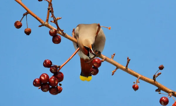 Aves de las estepas — Foto de Stock