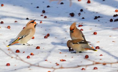  bozkırlarında kuşların