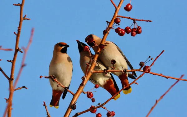 Aves de las estepas —  Fotos de Stock