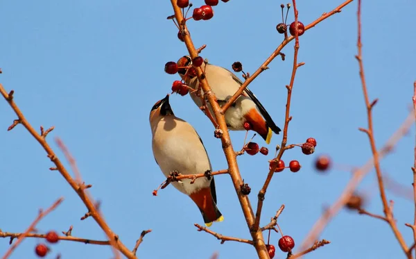 Aves de las estepas — Foto de Stock