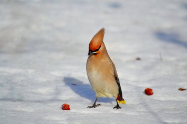  bozkırlarında kuşların