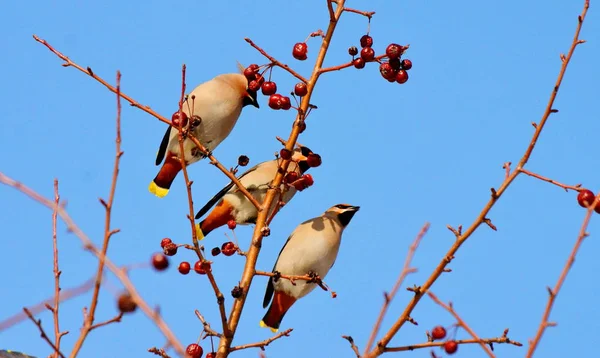 Aves de las estepas —  Fotos de Stock