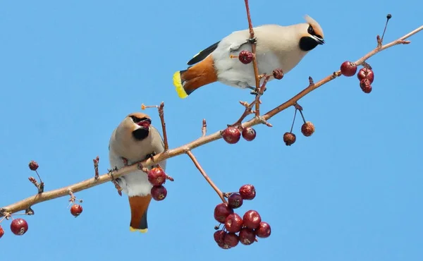 Aves de las estepas — Foto de Stock