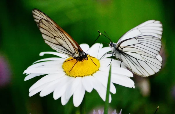 Insect van de steppes — Stockfoto