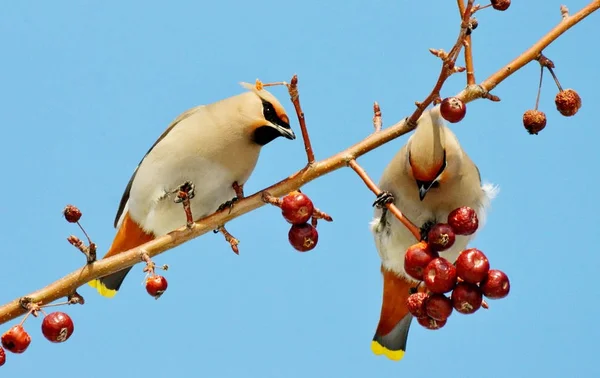 Vogels van de steppes — Stockfoto