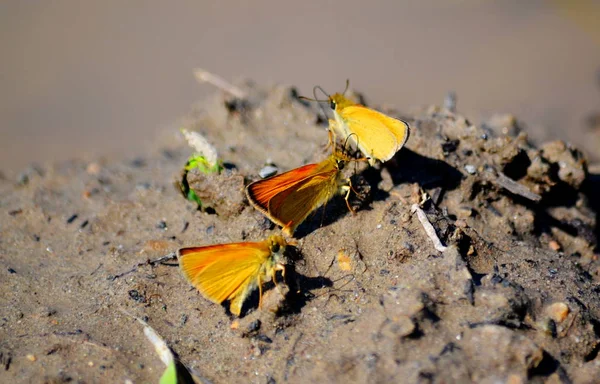  bozkırlarında böcek