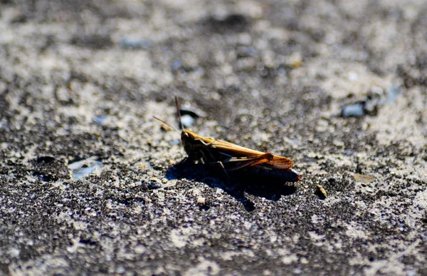 Insetto delle steppe — Foto Stock