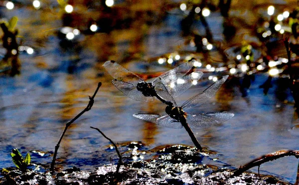 Insect of the steppes — Stock Photo, Image