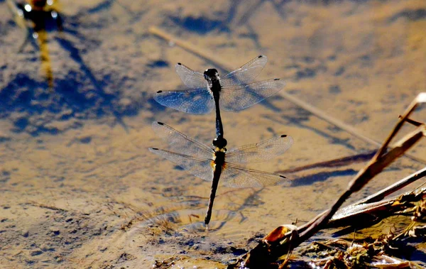 Insect of the steppes