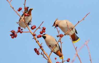  bozkırlarında kuşların
