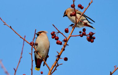  bozkırlarında kuşların