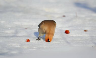  bozkırlarında kuşların