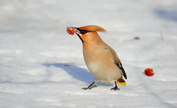 Vogels van de steppes — Stockfoto