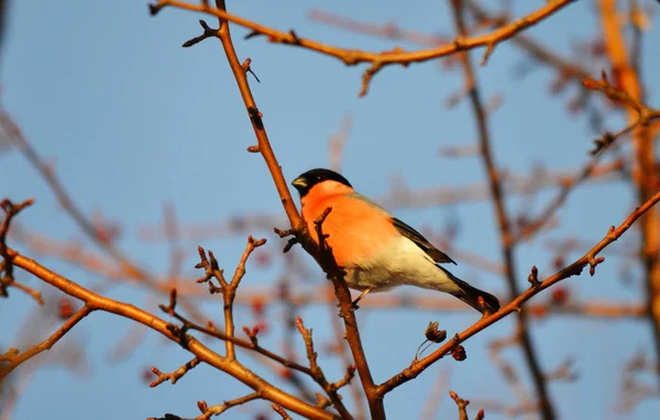 Aves de las estepas — Foto de Stock