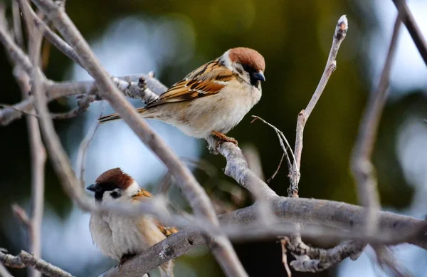 Bozkırlarında kuşların — Stok fotoğraf