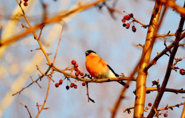 bozkırlarında kuşların