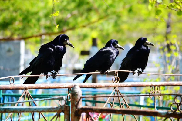 Aves das estepes — Fotografia de Stock