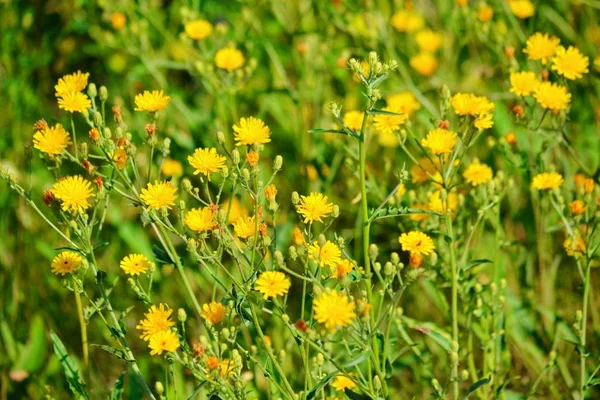 Blüten der Steppe — Stockfoto