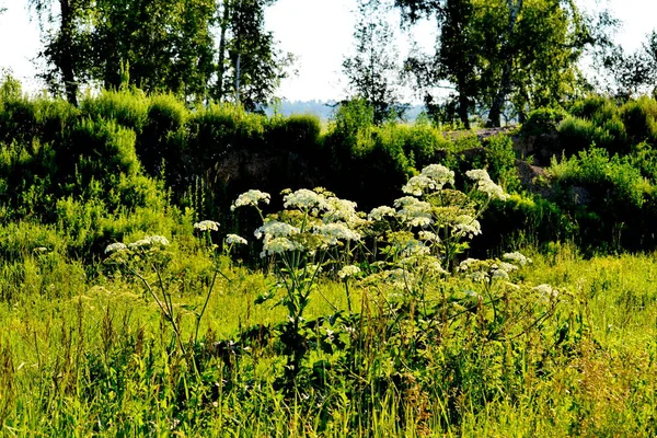 多くの異なる色は Steepe と木材を飾る風景 — ストック写真