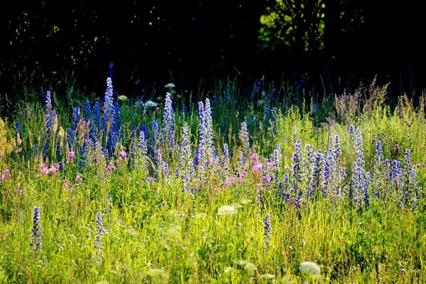 Vielfältige Farben Schmücken Kirchturm Und Holzlandschaft — Stockfoto