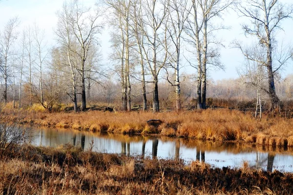 Nature Altaya Plaît Œil Artiste Toute Saison Année — Photo