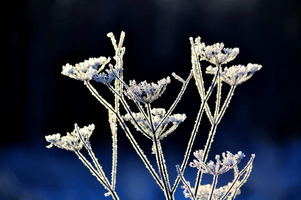 Nature Altaya Plaît Œil Artiste Toute Saison Année — Photo