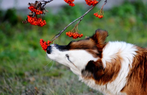 Animales domésticos — Foto de Stock