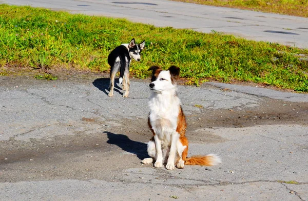 Thuisdieren Spelen Een Grotere Rol Het Leven Van Persoon — Stockfoto