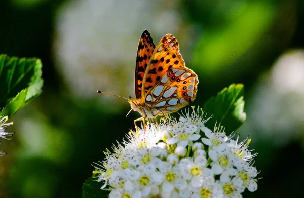 Insect by flap and wood — Stock Photo, Image